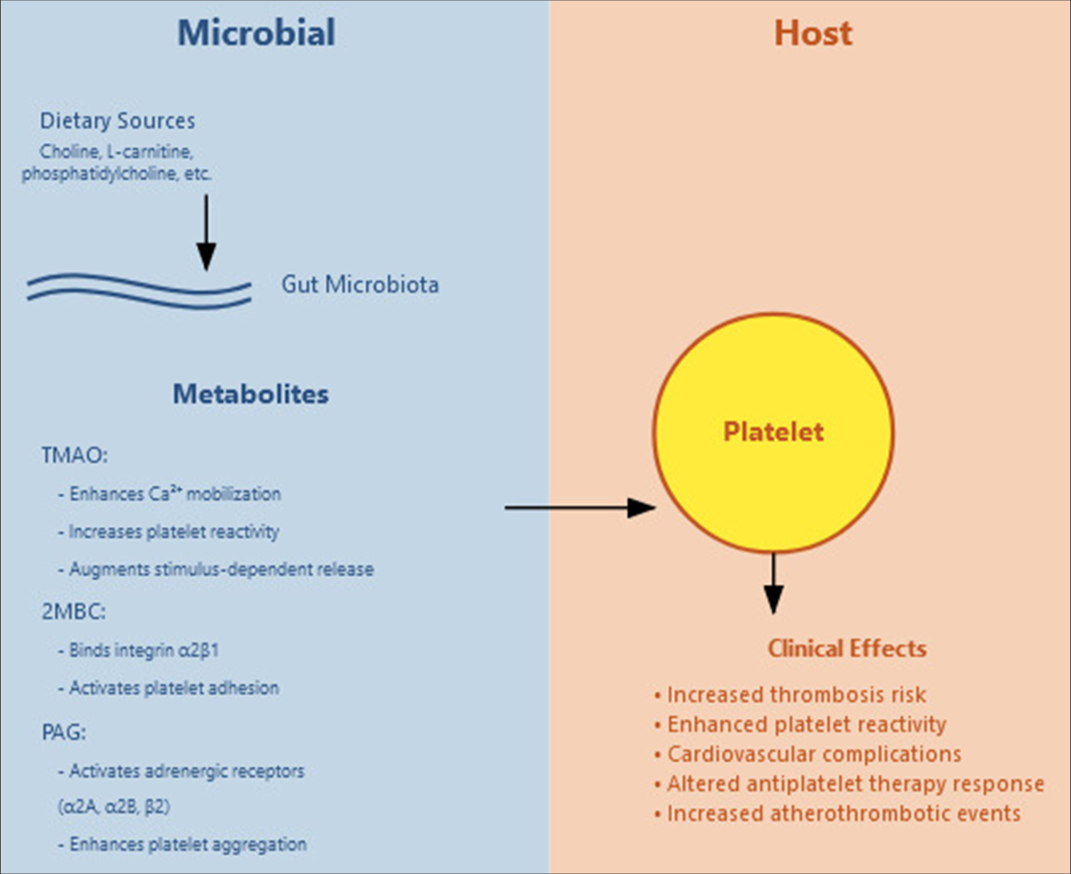 Gut microbial metabolites and their effect on platelets. TMAO: Trimethylamine N-oxide, 2MBC: 2-methylbutyrylcarnitine, PAG: Phenylacetylglutamine.